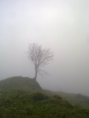 sellamatt puu sumussa