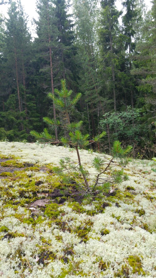 kotka luontopolku2.jpg