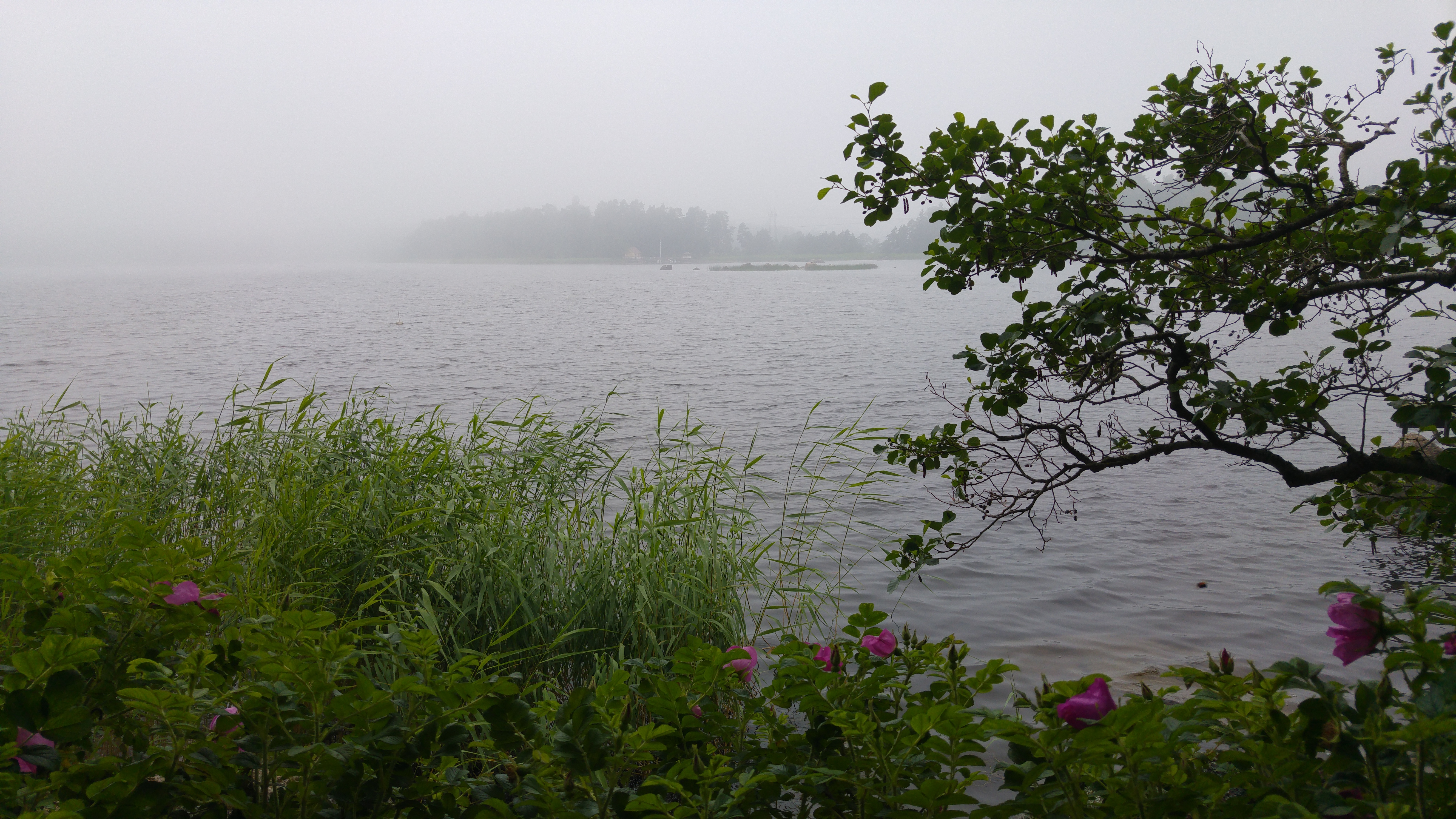 kotka saaari juhannussumu