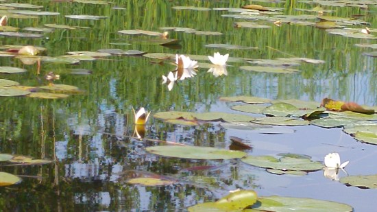 kotka saari15 lumpeita