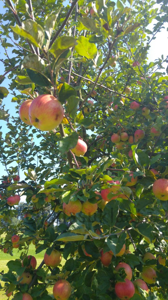 16-10-02-21-20-14-427_deco