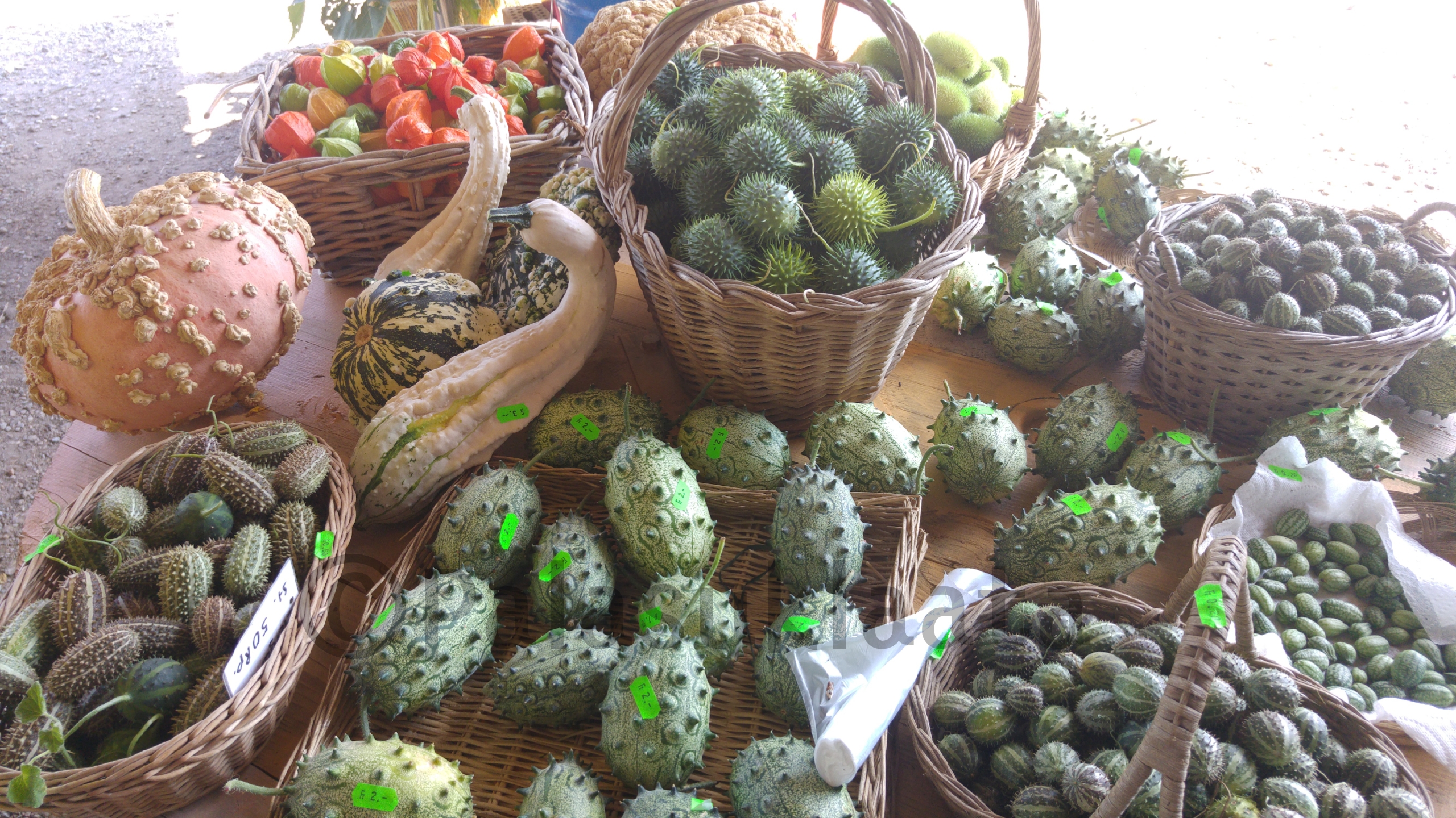 emmental-kummalliset-kurpitsat