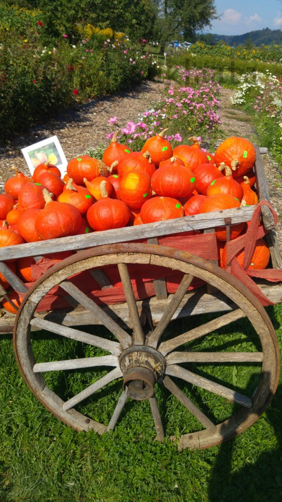 emmental-kurpitsakarry