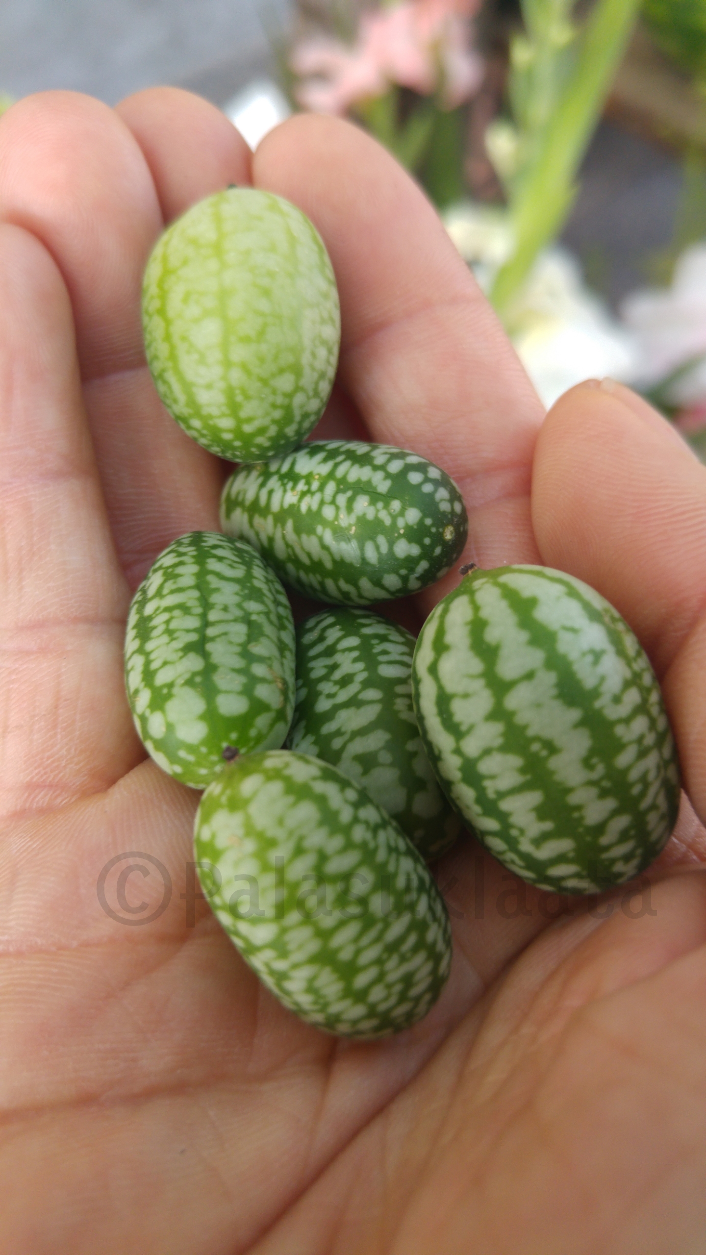 emmental-meksikolaiset-kurkut