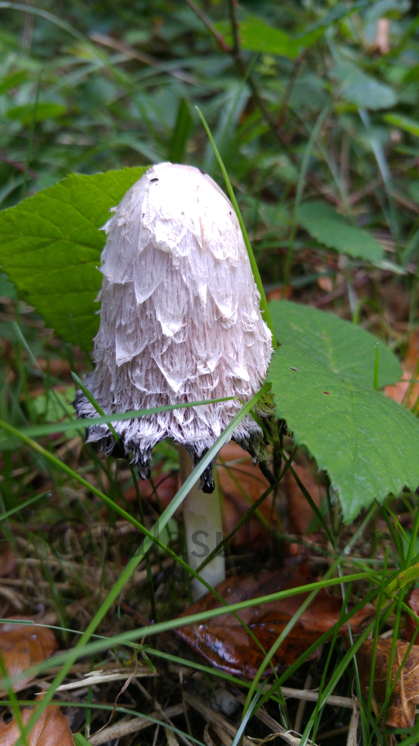 mustessieni-vai-karpassieni