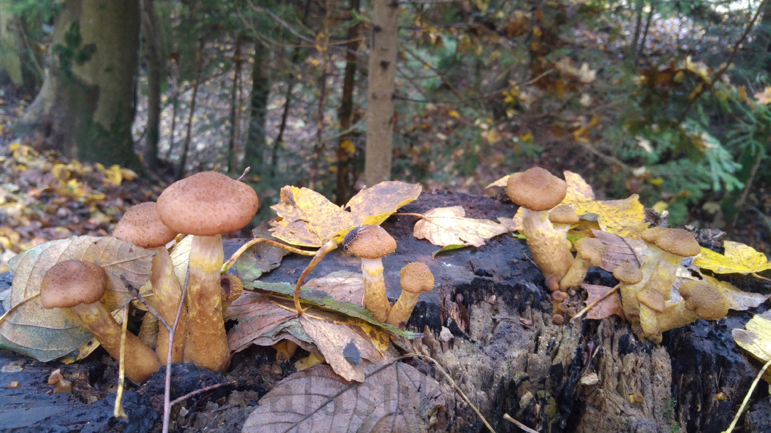 yksittaiset-sienet-kannolla-vaaka