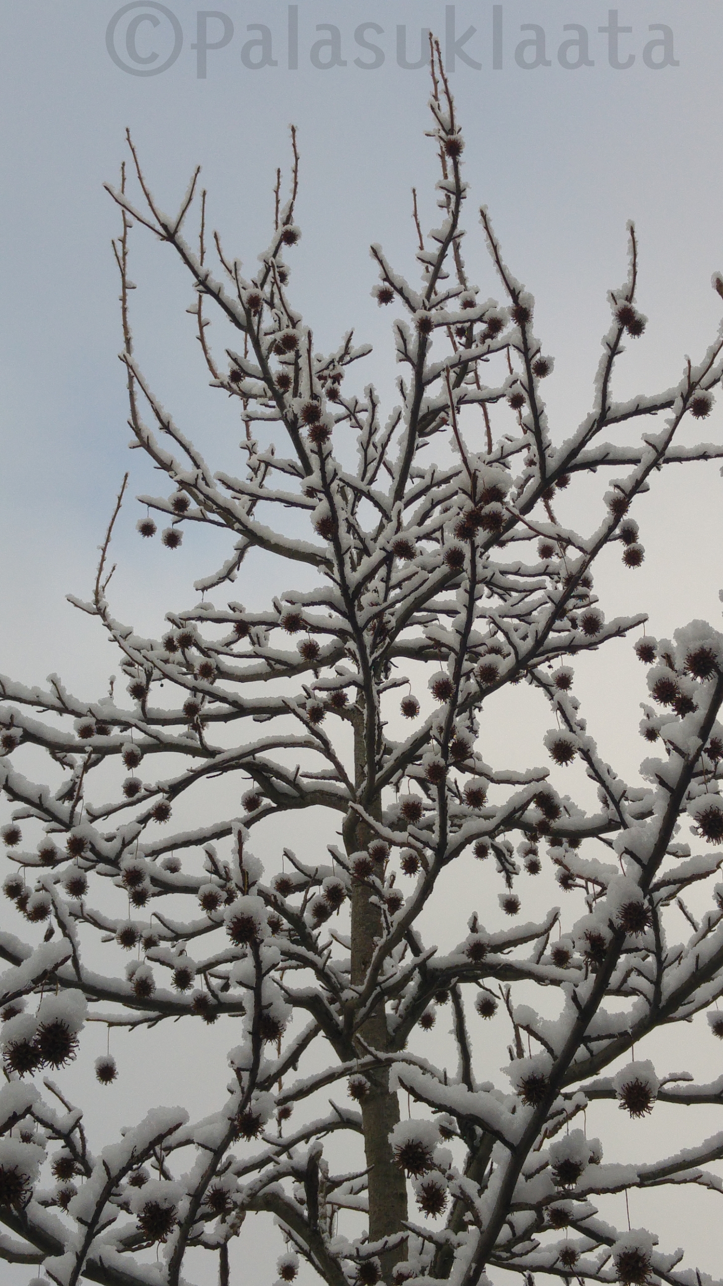 lumi-pampulat-puussa