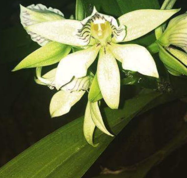 orkidean kukkatyyppi