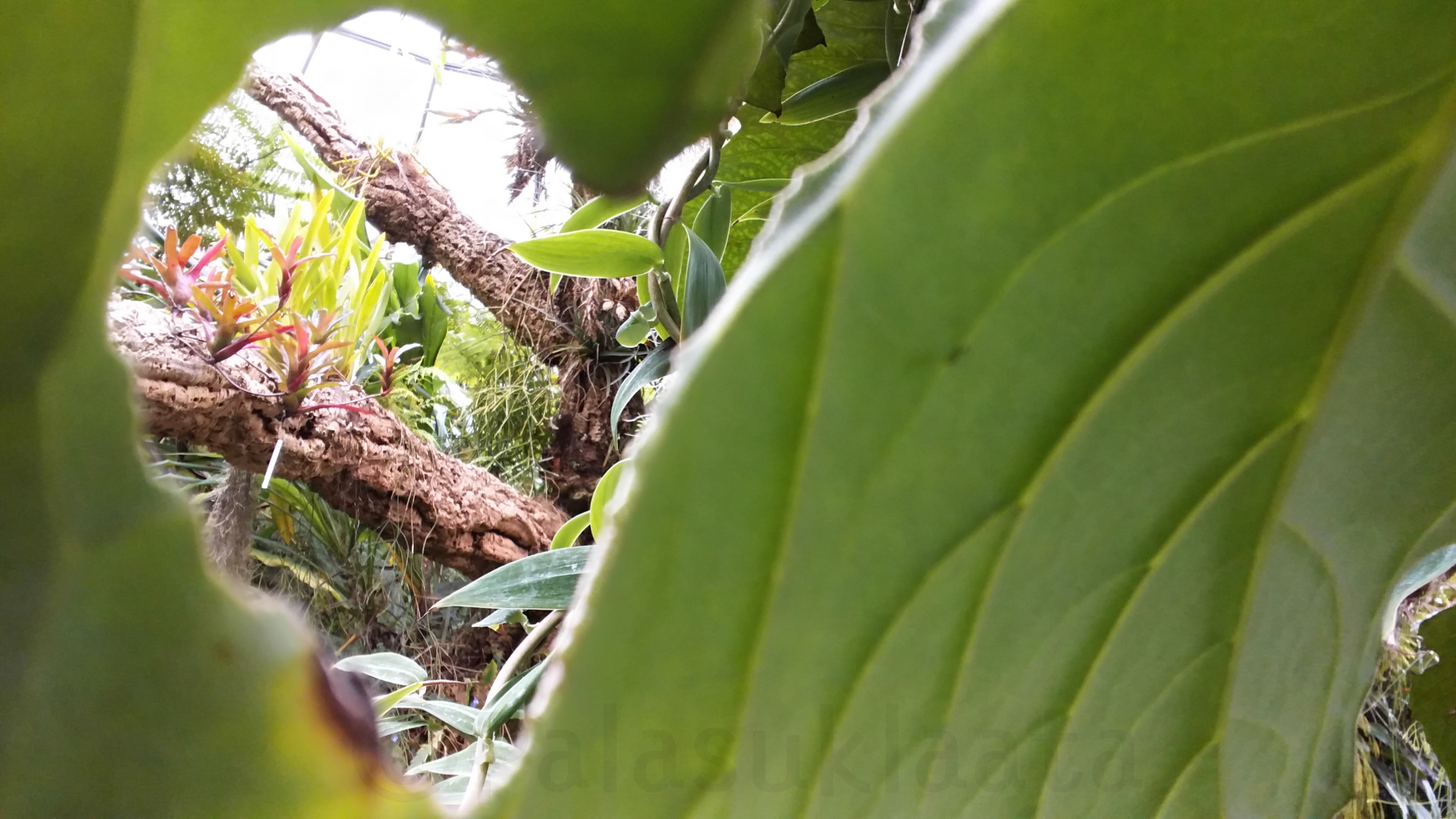 lehden läpi kurkstus