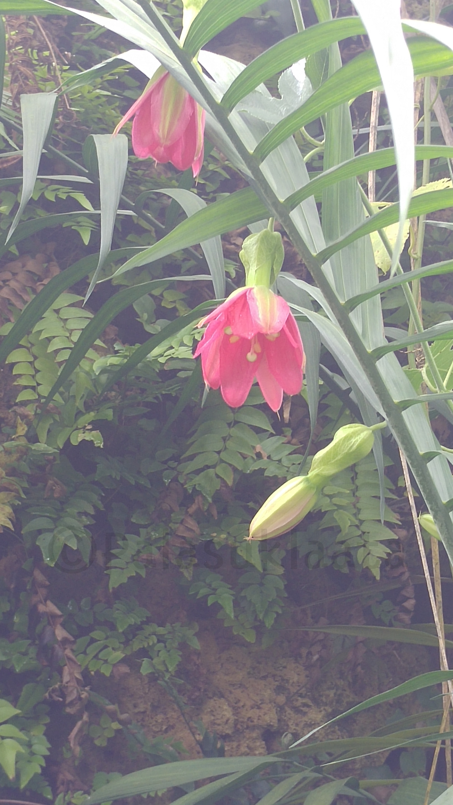 sadesumun kellokukat