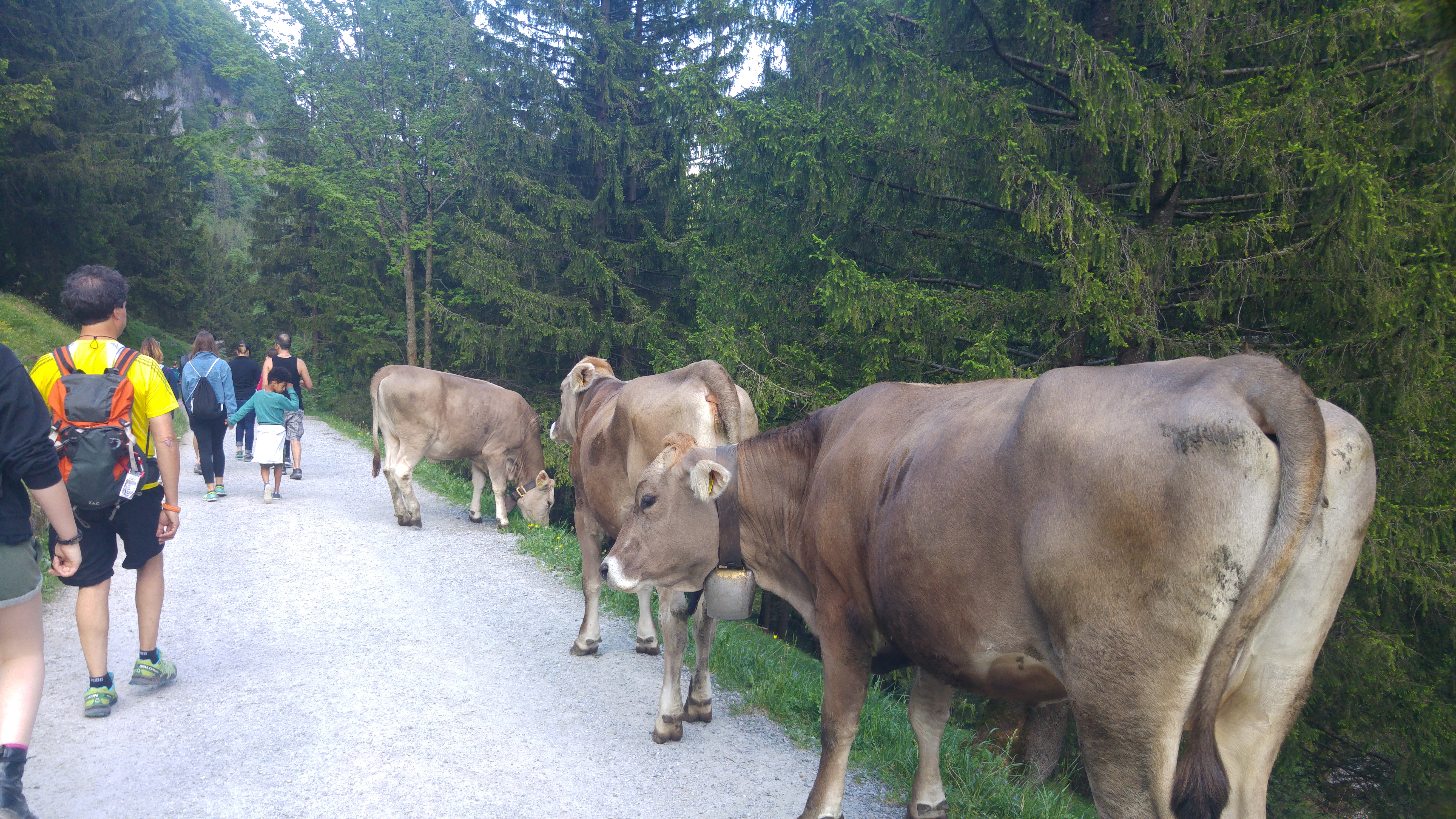 seealpsee lehmiä tiellä 17