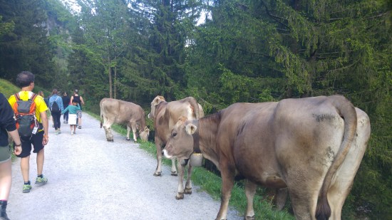 seealpsee lehmiä tiellä 17