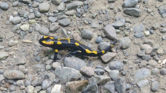 sveitsiläinen villieläin