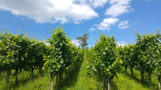 meilen viiniviljelykset