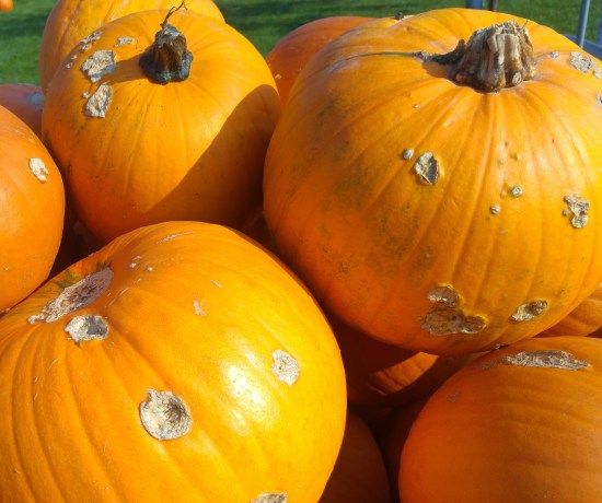 psee 4 raevaurioiset kurpitsat