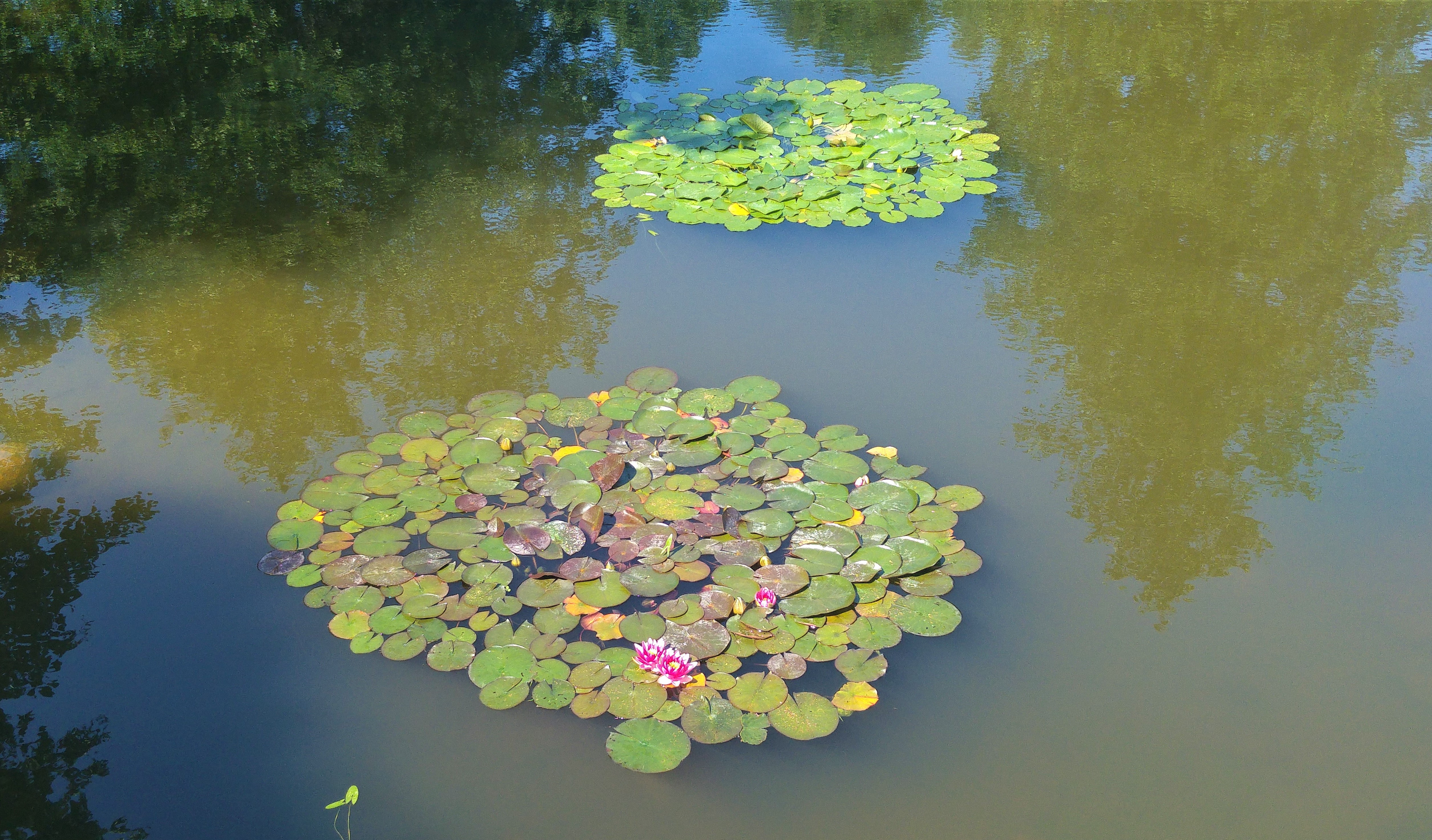 jokipuisto 7 lumpeet