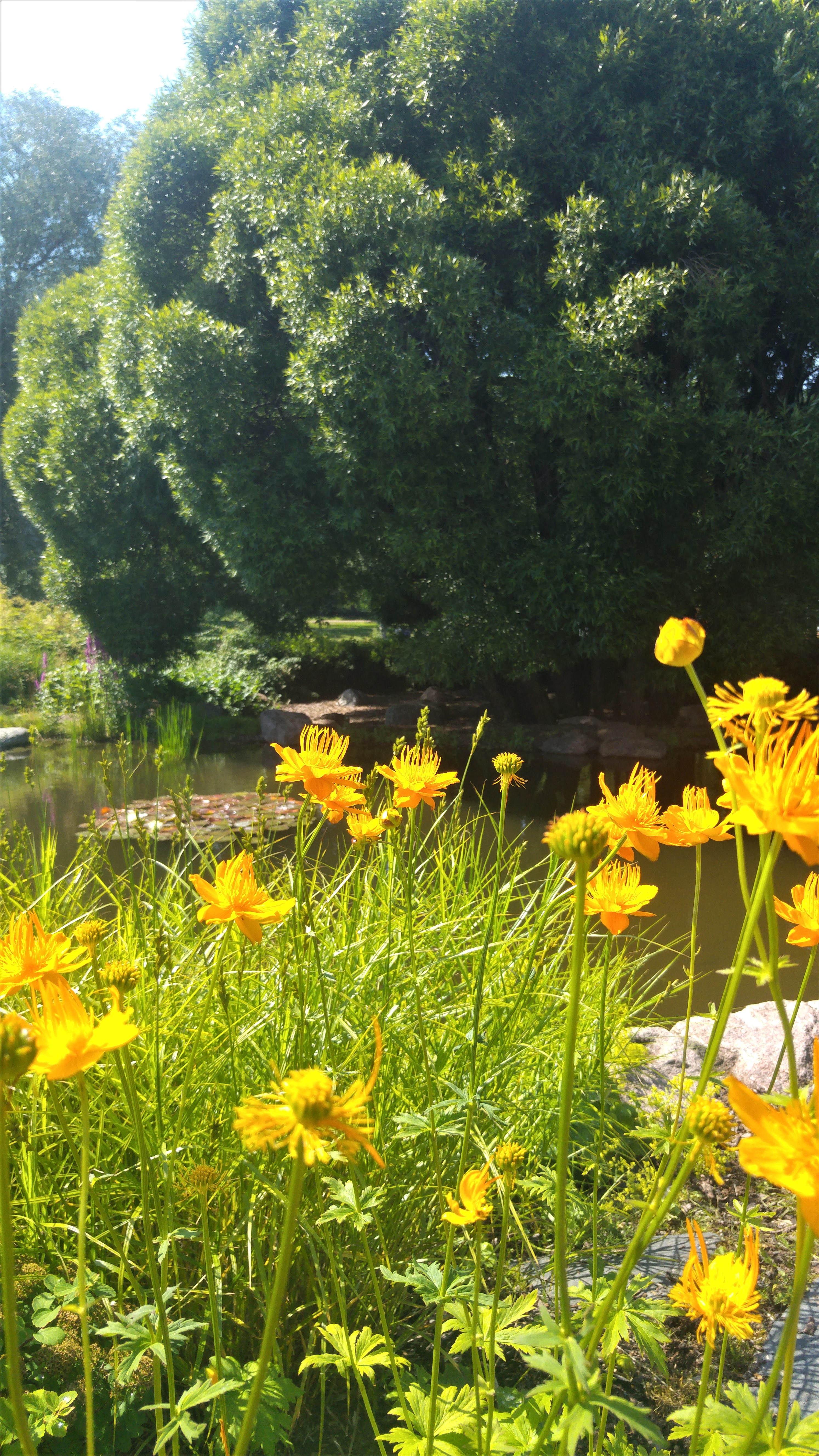 jokipuisto 8 kelt kukat