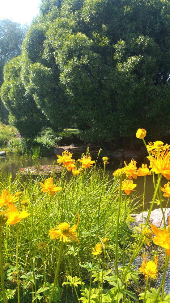 jokipuisto 8 kelt kukat