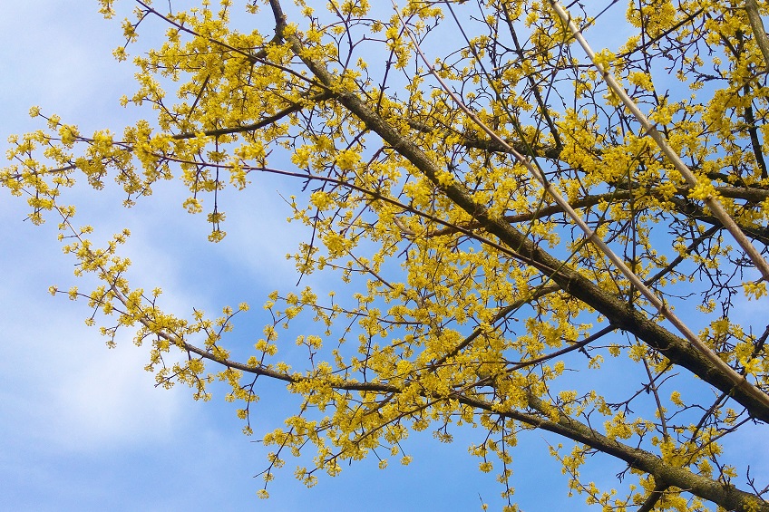 keltainen puu oksat p