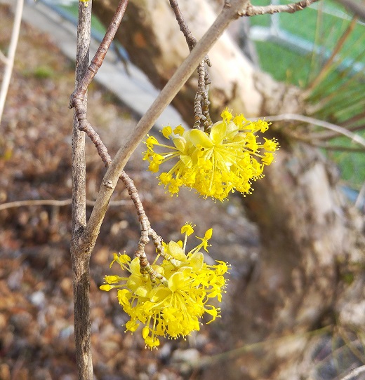 keltainen puun kukka p