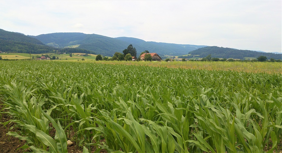 delemont maaseutua maissia talo 3 p