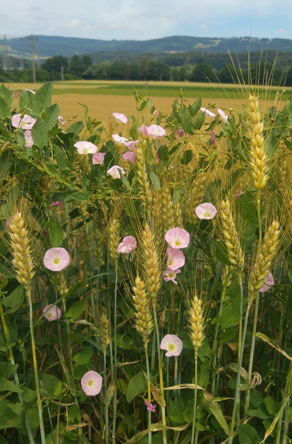 delemont viljaa kukkia 5 p