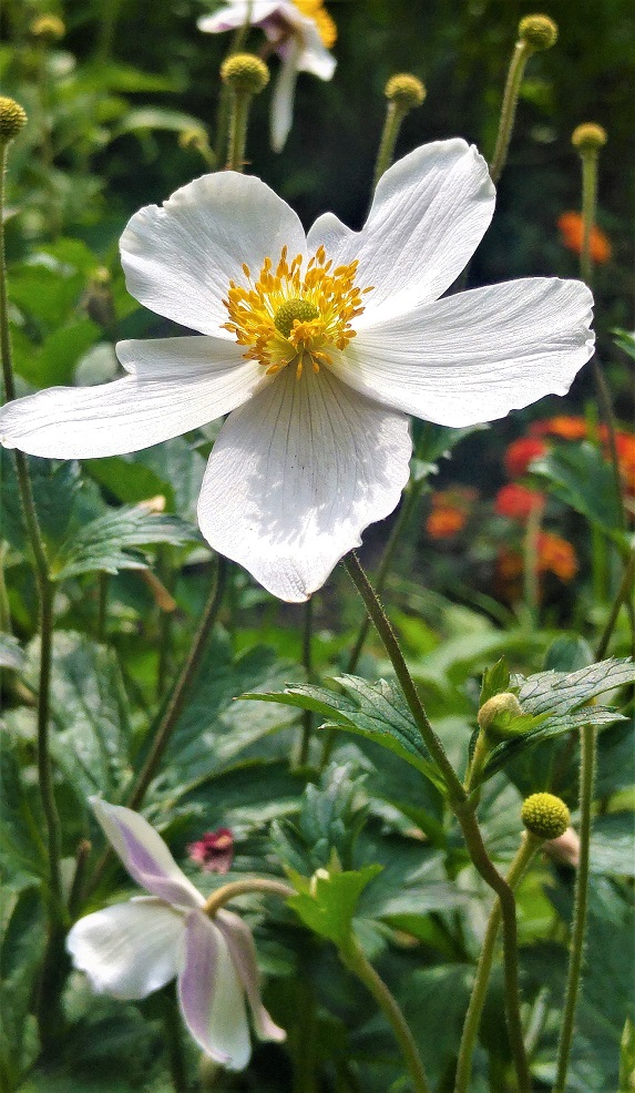 kesäblogi 3 kedon kukka p