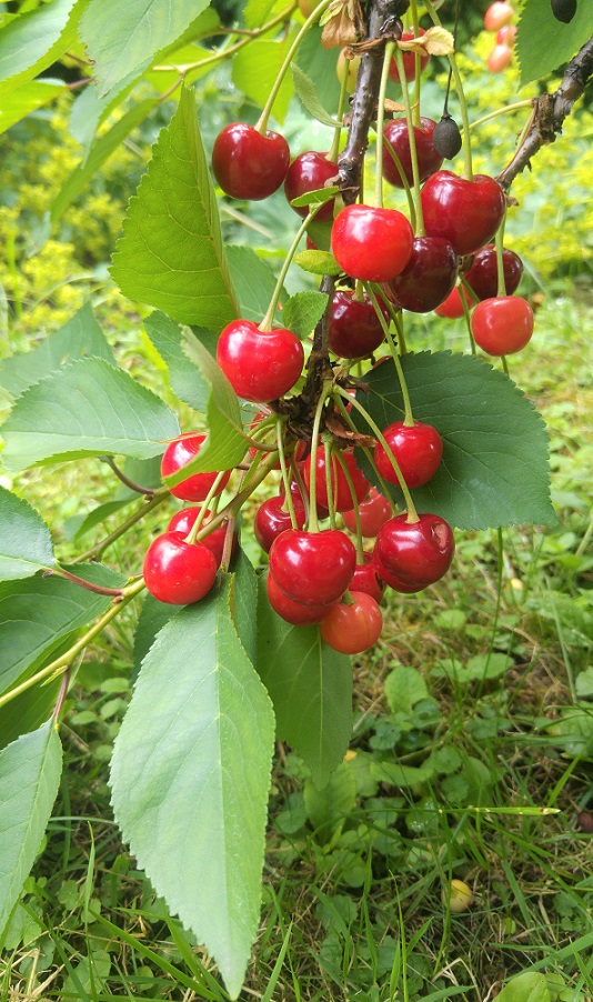 kesäblogi 4 kirsikat p