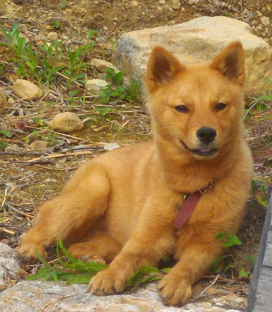 kurssi 13 suomen pystykorva