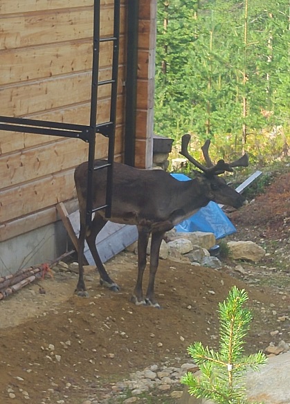 kurssi 16 kotiporo 2