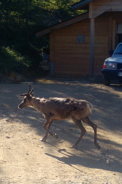 kurssi 5 poro pihalla