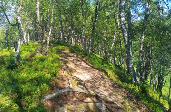 lemmenjoki 12 harjanne p