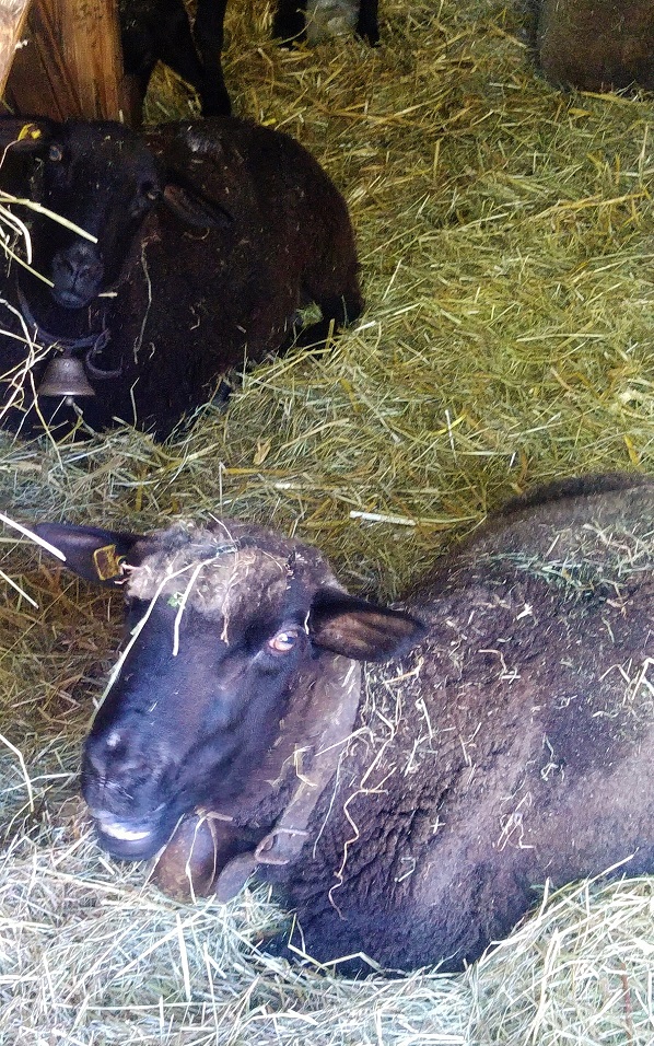 rast konsertti 17 lammas p