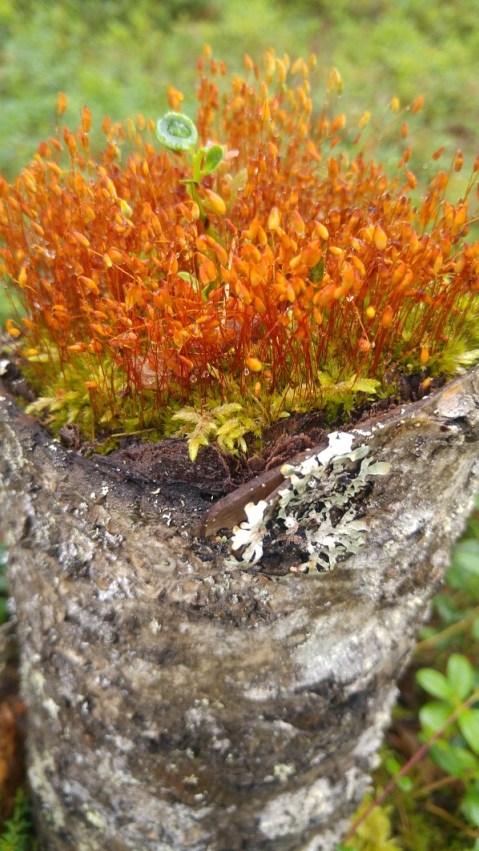 karhunpesäkivi 4 kanto ja sammal p