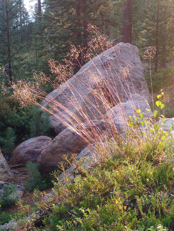 lappi luonto 1 heinät ja kivi