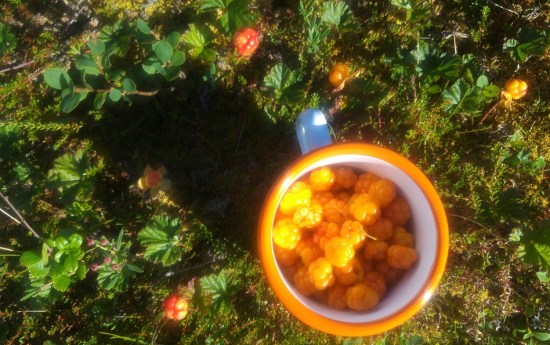 lappi luonto 10 lakat