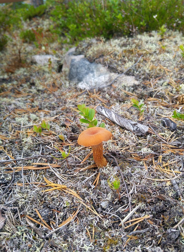 lappi luonto 6 sieni