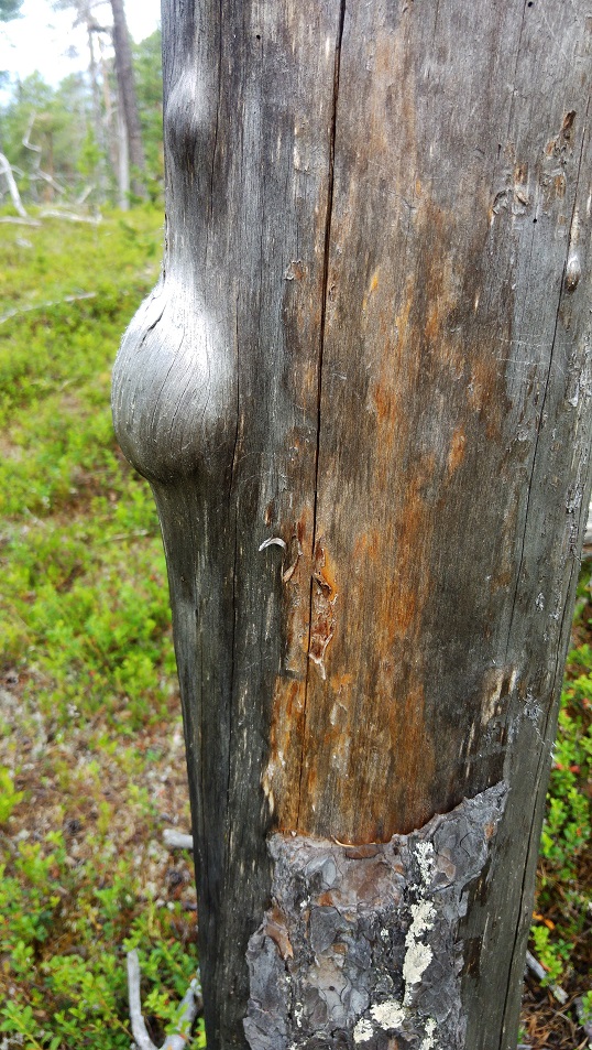 lappi luonto 8 pahkat