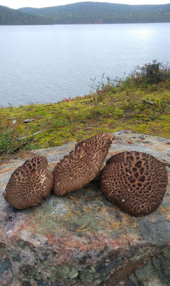 ivalo 16 sienet kivellä