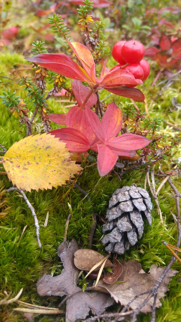 ivalo 18 luonnon asetelma