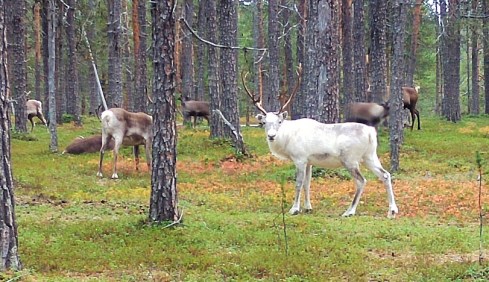 ivalo 23 valkoinen poro katsoo