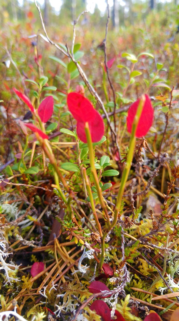 ivalo 36 mustikan lehdet