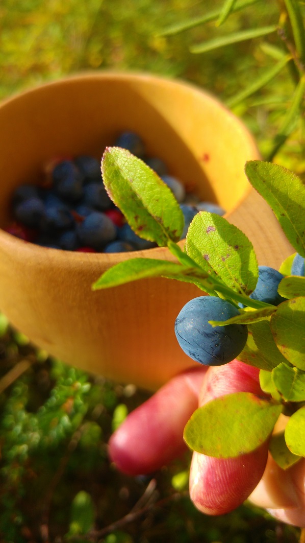 ivalo 38 mustikkasormet ja kuksa