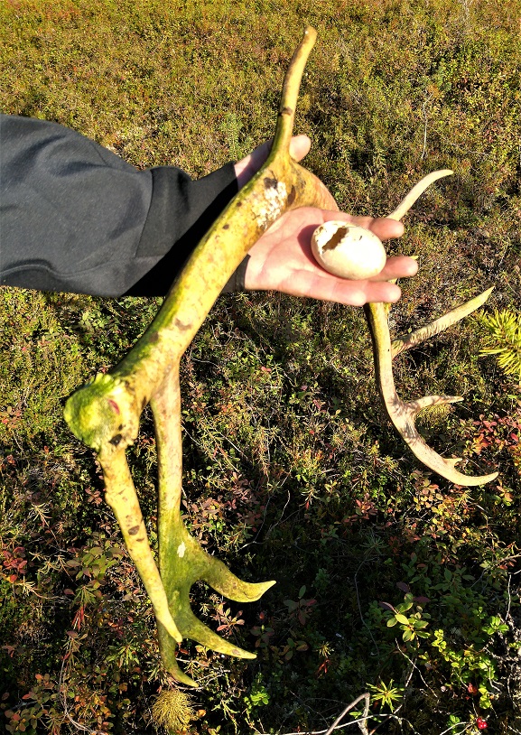 ivalo 7 sarvet ja muna