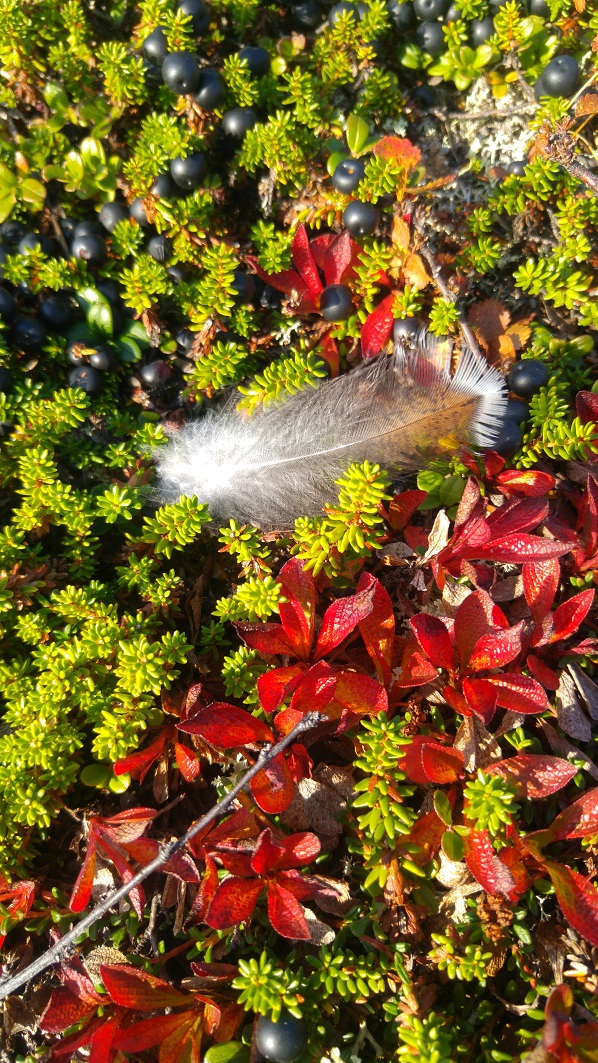 otsamo 13 höyhen ja kaarnikka