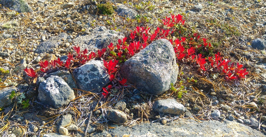 otsamo 15 mustikanlehtiä