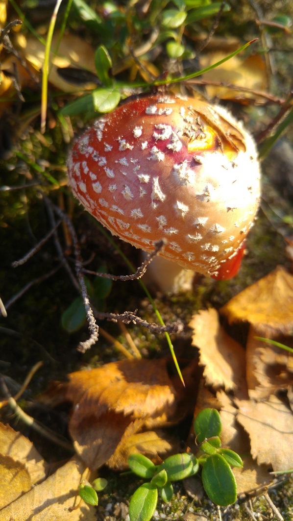 otsamo 16 kärpässieni