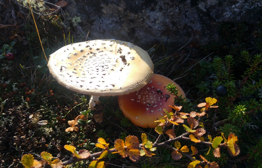 otsamo 9 kärpässienet p