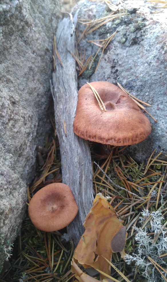 sienet 2 kangassienet