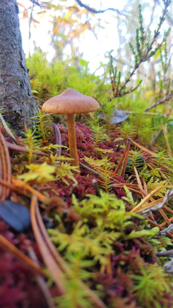 sieni 10 joku sieni 1